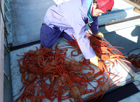 （２）鮮度が一番！蟹キング漁師が蟹を採る